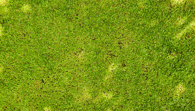 Green grass textured photo taken in Seamarang Indonesia