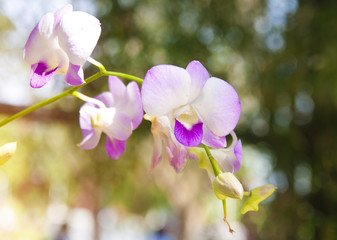 Naklejka na ściany i meble Orchids flowers with green leaves on nature background