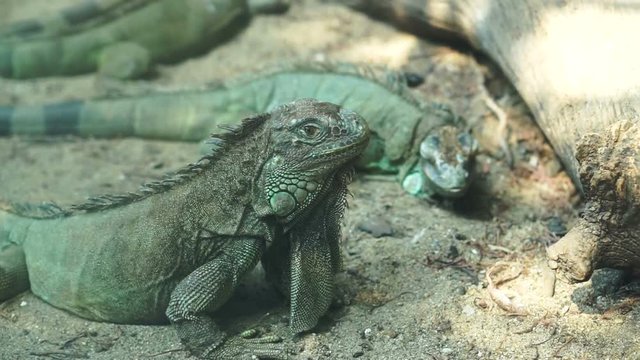 Green big two iguanas together on sand floor