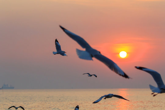 seagull flying on the sky in sunset time