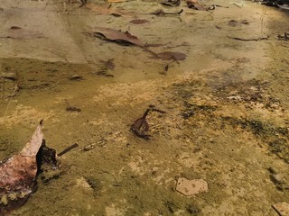 puddles and natural leaf