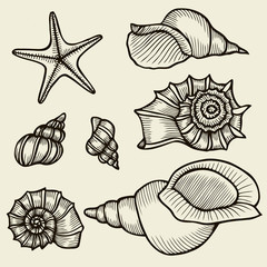 Seashells hand drawn set.