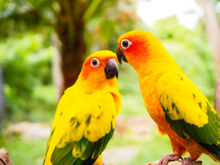 Sun Parakeet or Sun Conure, the beautiful yellow and orange parrot bird with nice feathers details at Songkhla Thailand