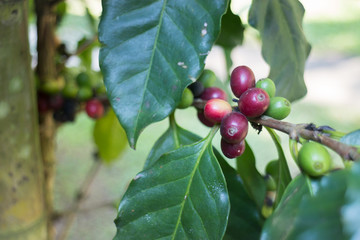 Coffee beans ripening on tree
