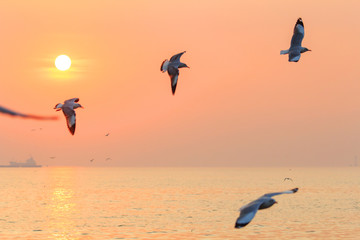 Obraz premium seagull flying on the sky in sunset time