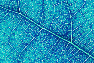 Leaf texture, leaf background for design with copy space for text or image. Leaf motifs that occurs natural. Color effect picture.