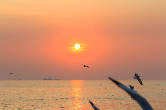 seagull flying on the sky in sunset time