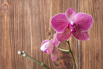 Romantic purple branch of orchid on the brown wooden background