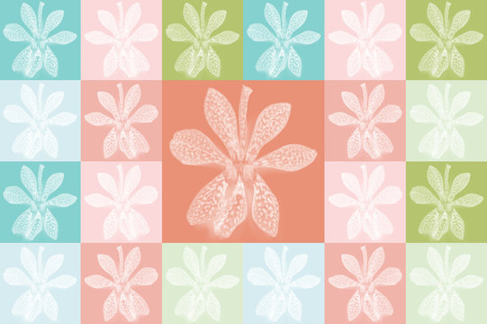 Fototapeta Mokara orchid on blue, pink and green background