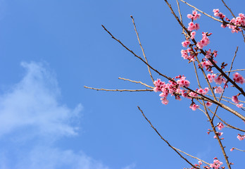 Sakura flower