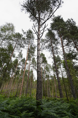 Scottish Tree Perspective 1