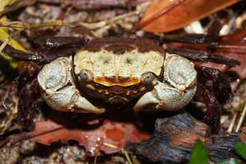 Forest Crab or forest tree climbing Crab Madagascar