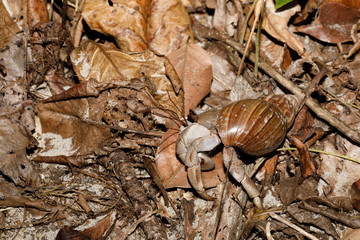 big hermit crab with snail shell Madagascar