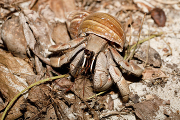big hermit crab with snail shell Madagascar