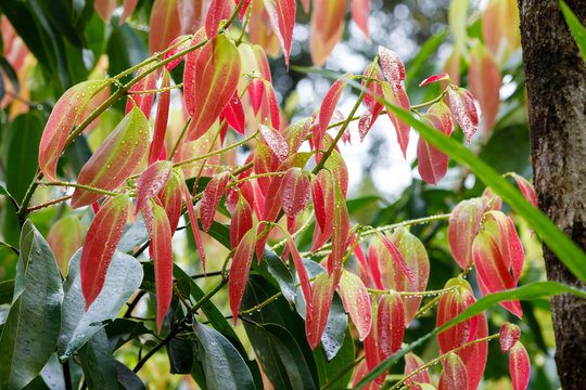 Cinnamon Tree - Cinnamomum Zeylanicum