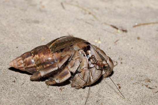 big hermit crab with snail shell Madagascar