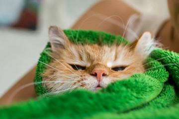 Cute ginger cat after a bath, funny little demon
