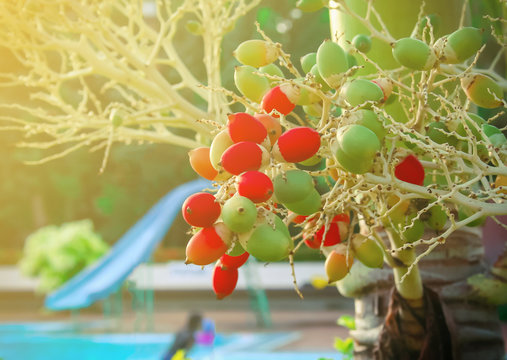 Palm kenel on palm tree beside swimming pool.