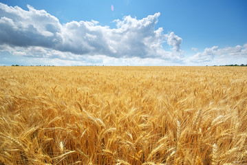 Fototapeta na wymiar Meadow of wheat.