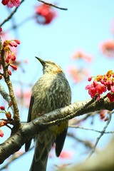 ヒヨドリ（鵯）と梅の花