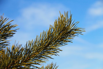 Pine tree branch against blue sky