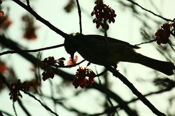ヒヨドリ（鵯）のシルエットと梅の花