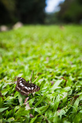 butterfly on grass