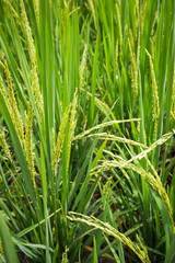 Fototapeta na wymiar closeup rice field