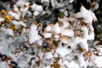 Der erste Schnee im Garten