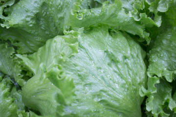 Healthy fresh vegetable ingredients displayed