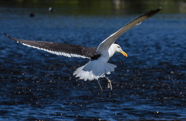 Ringed Kelp gull 