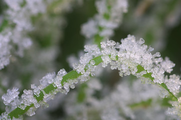 Rime and snowflake on grass. Macro nature composition.