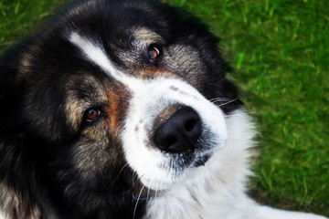 Fototapeta premium Fluffy Caucasian shepherd dog is lying on a green grass