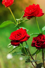 Close-up of garden rose. red roses with water drops