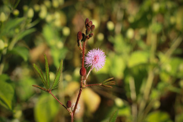 Grass Flowers