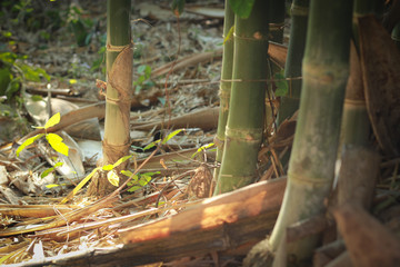 Bamboo Tree