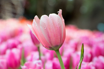 Pink Tulips