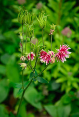 Aquilegia vulgaris var. stellata