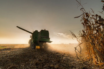 Harvesting of corn field with combine