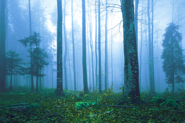 Beautiful blue colored foggy forest tree landscape.