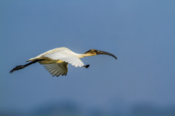 Black-headed Ibis in Arugam bay lagoon, Sri Lanka