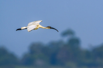 Black-headed Ibis in Arugam bay lagoon, Sri Lanka