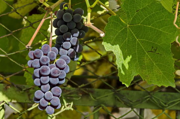 Fresh ripe bunch of  grapes fruit at vine, Berkovitsa, Bulgaria 