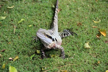 Eastern Water Dragon, Queensland, Australia