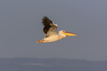 Great white pelican (also known as the eastern white pelican, rosy pelican or white pelican) (Pelecanus onocrotalus) flying. Lake Naivasha. Naivasha. Great Rift Valley. Kenya