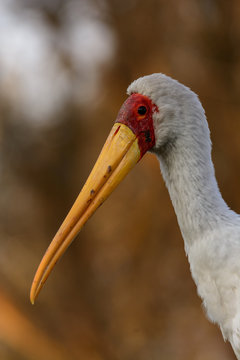 Yellow-billed stork (sometimes also called the wood stork or wood ibis) (Mycteria ibis) portrait. Great Rift Valley. Kenya