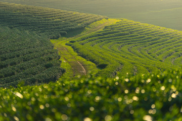 Curve of green tea farm at sunset, Chiang Rai province, north part of Thailand