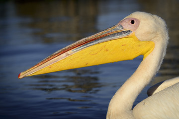 Great white pelican (also known as the eastern white pelican, rosy pelican or white pelican) (Pelecanus onocrotalus) portrait. Lake Naivasha. Naivasha. Great Rift Valley. Kenya