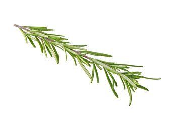 Fototapeta premium Rosemary isolated on white background, closeup