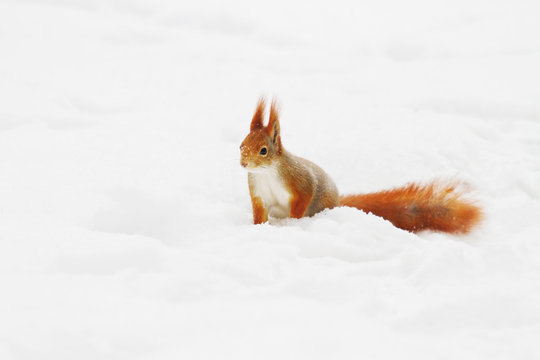 Ginger squirrel sits on snow in the winter forest. Curious rodent looking at the camera